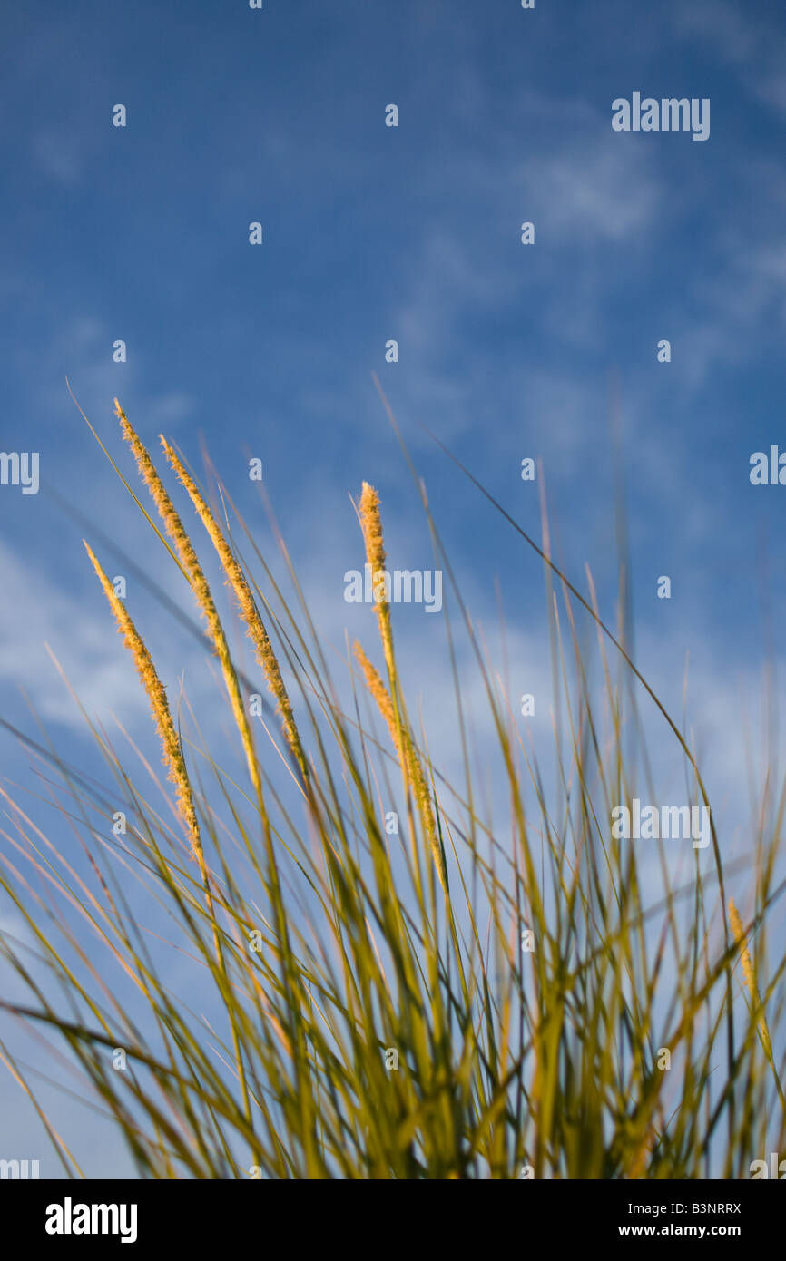 Uniola Sea Oats (Uniola paniculata) against a deep blue sky at Cape Henlopen ...