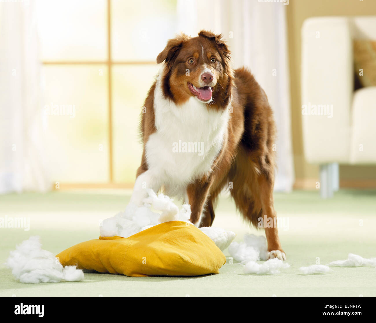 bad habit Australian Shepherd tearing up a pillow Stock Photo Alamy