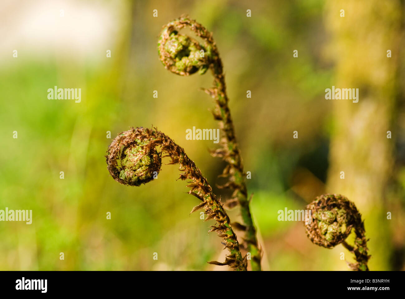 Young fern leaves Stock Photo