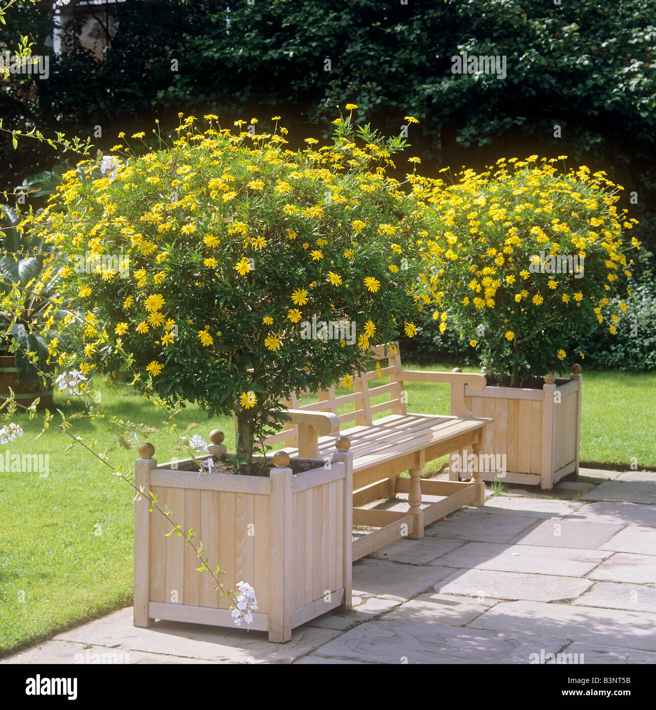 yellow marguerites in pots / Euryops athanasiae Stock Photo
