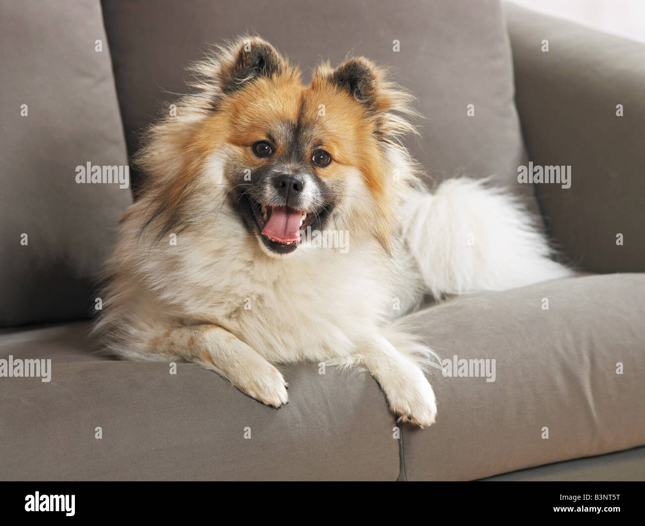 elo - lying on couch / Stock Photo