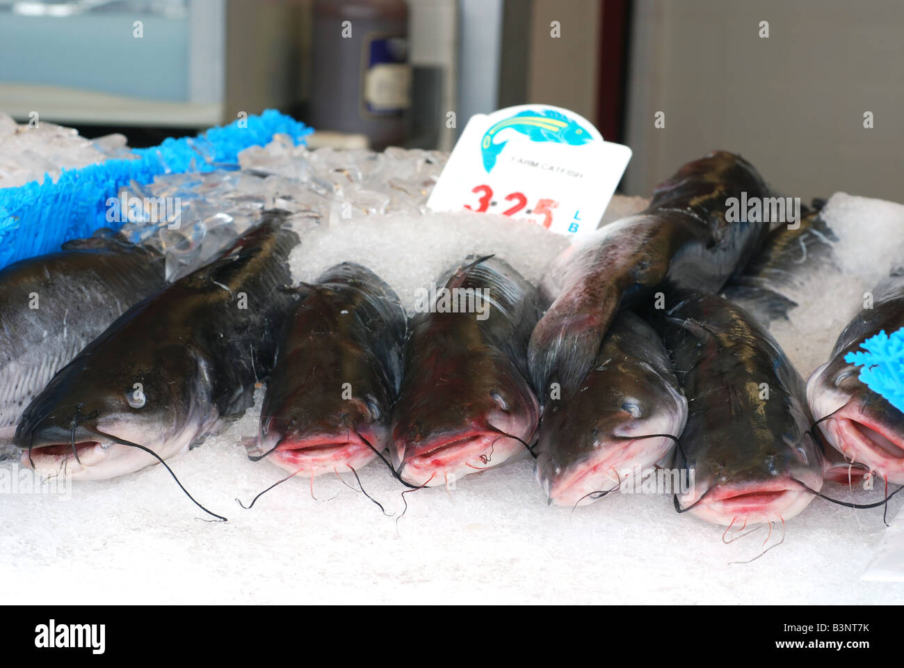 Fresh catfish on ice for sale at a fish market Stock Photo