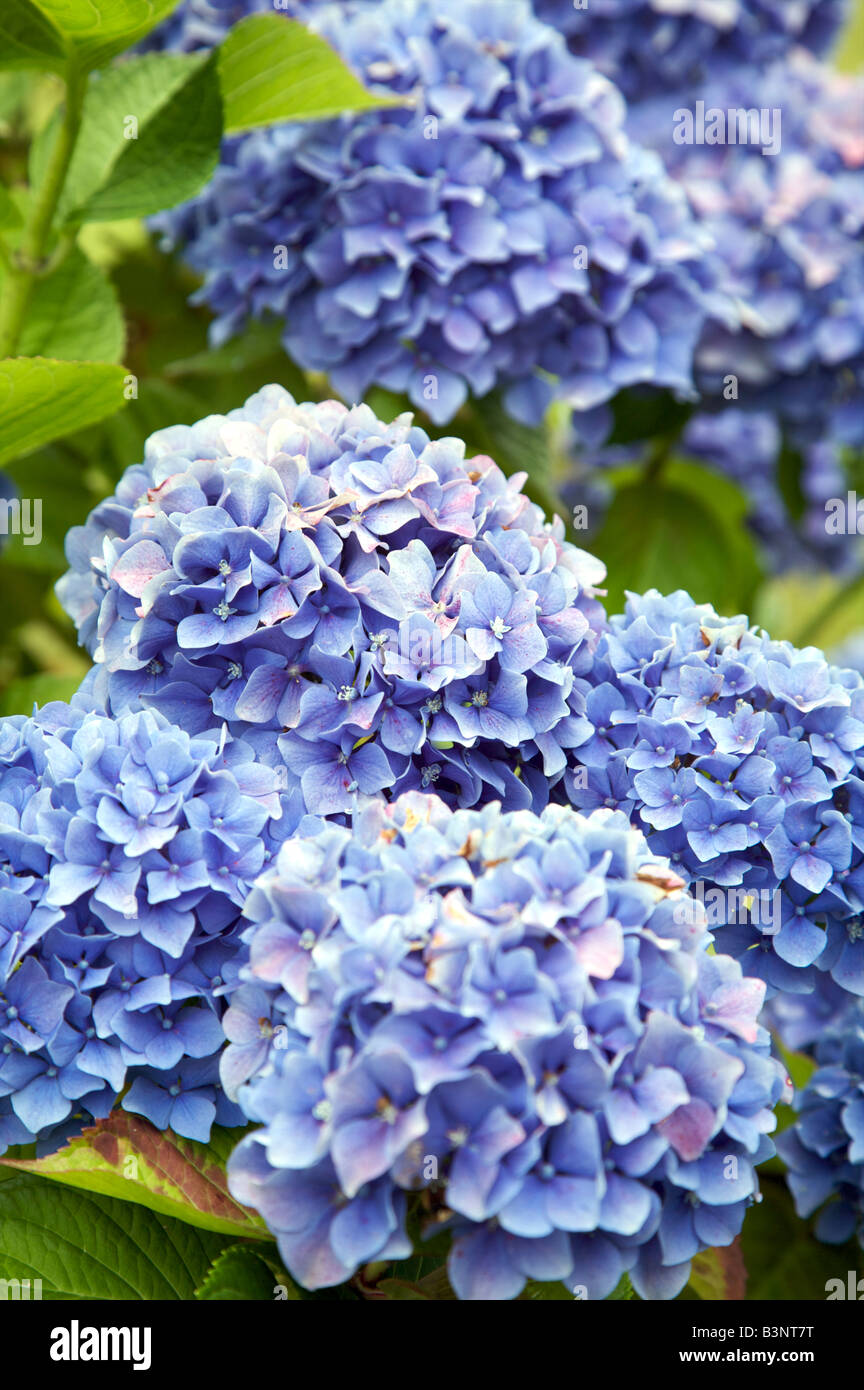 BLUE HYDRANGEA FLOWERS IN BRITTANY FRANCE IN AUGUST Stock Photo