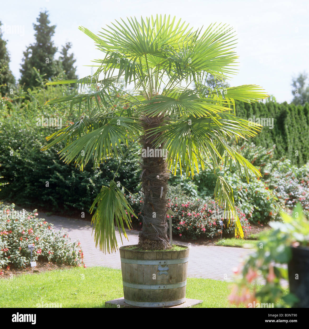 Chinese Windmill palm in pot / Trachycarpus fortunei Stock Photo Alamy
