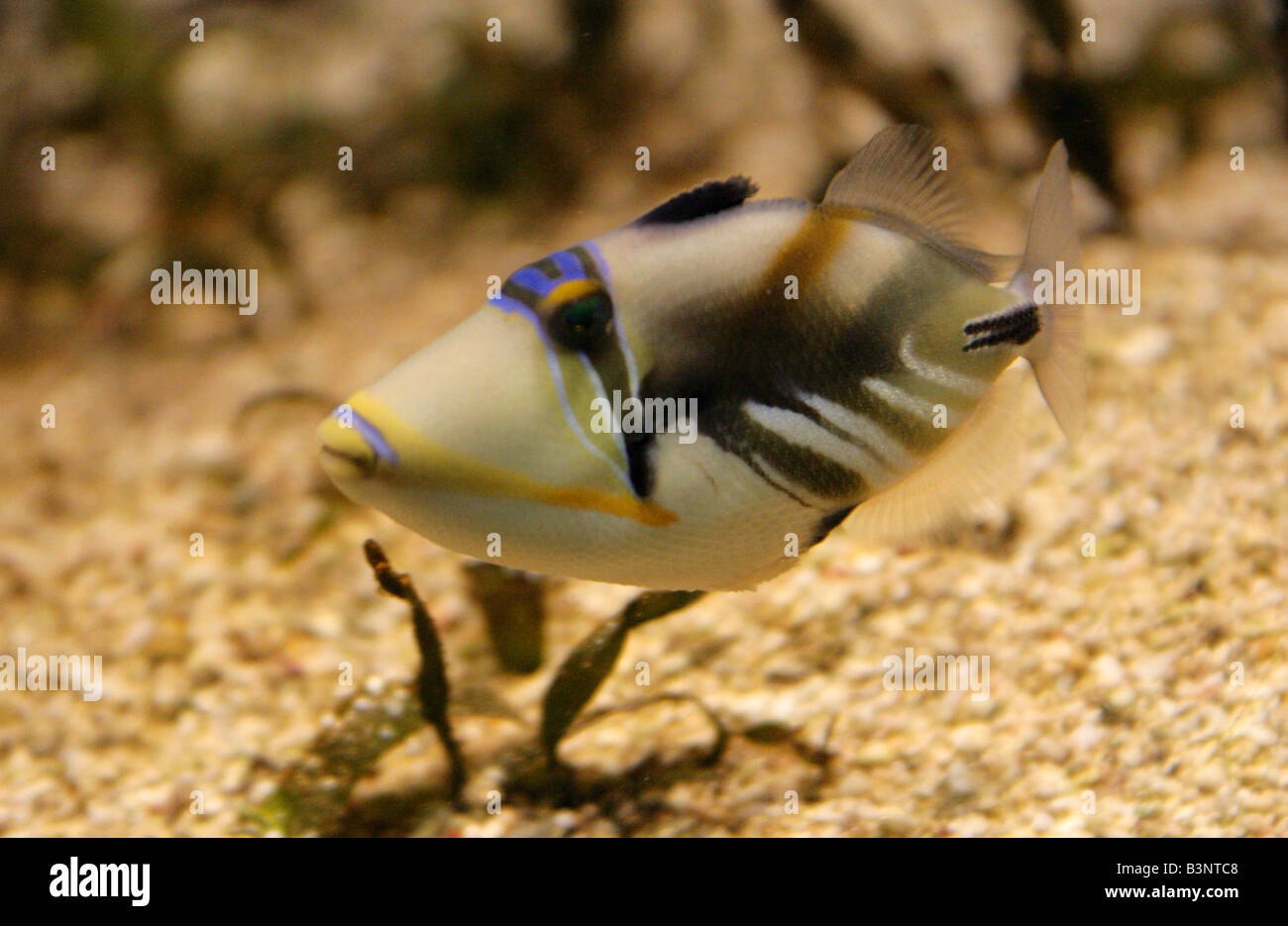 Picasso or Humu Triggerfish Rhinecanthus aculeatus Stock Photo