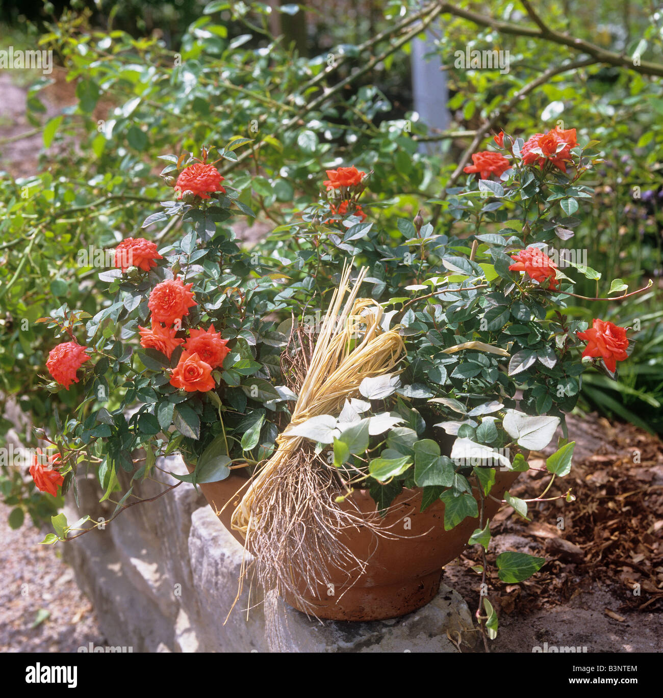 Miniature red roses hires stock photography and images Alamy
