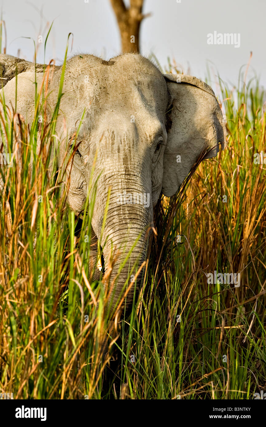 Elephant head coming out of elephant grass Stock Photo