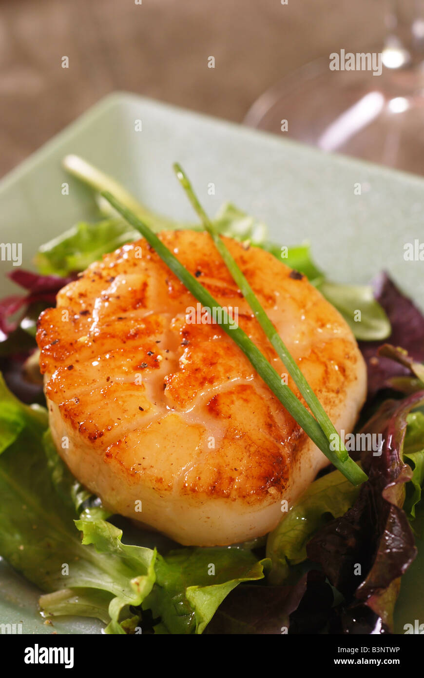 Scallop with field greens on a dinner plate Stock Photo