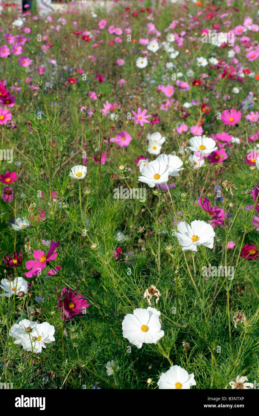 COSMOS BIPINNATUS AND CENTAUREA CYANUS CORNFLOWER IN A WILDFLOWER ...