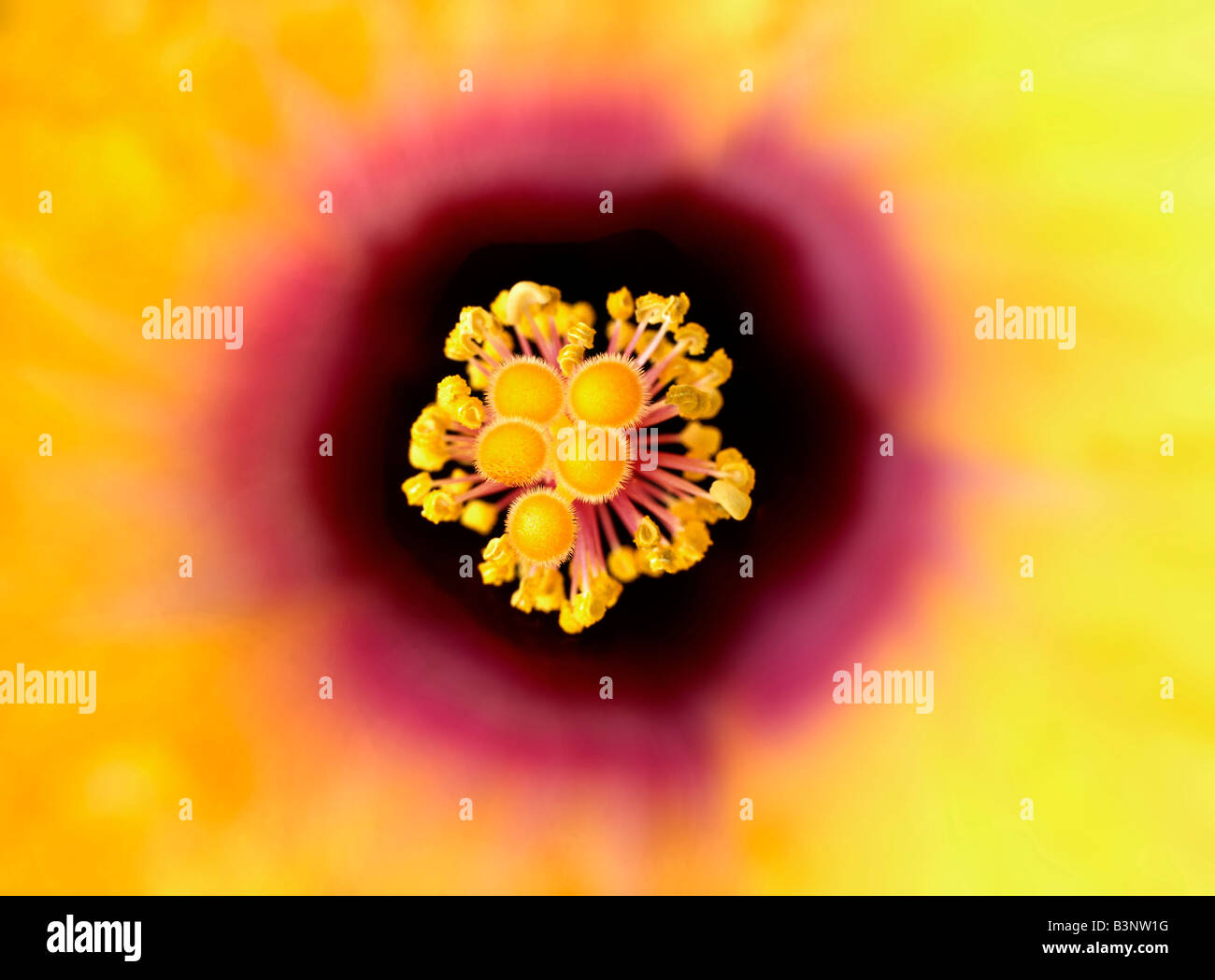 Flower pistil, extreme close-up Stock Photo