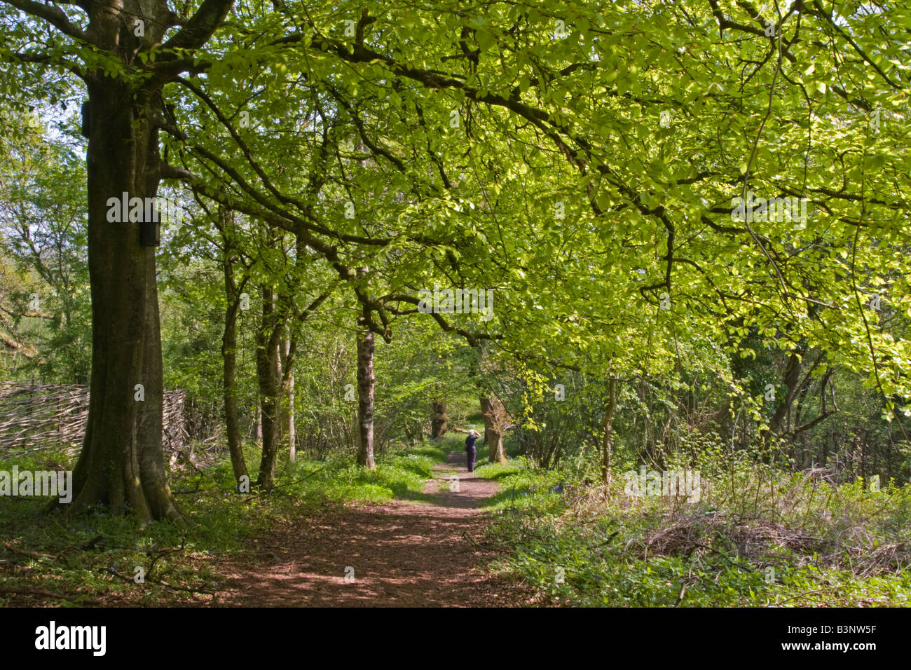 Woodland Walk through Beech Trees in Spring, Dorset, UK Stock Photo