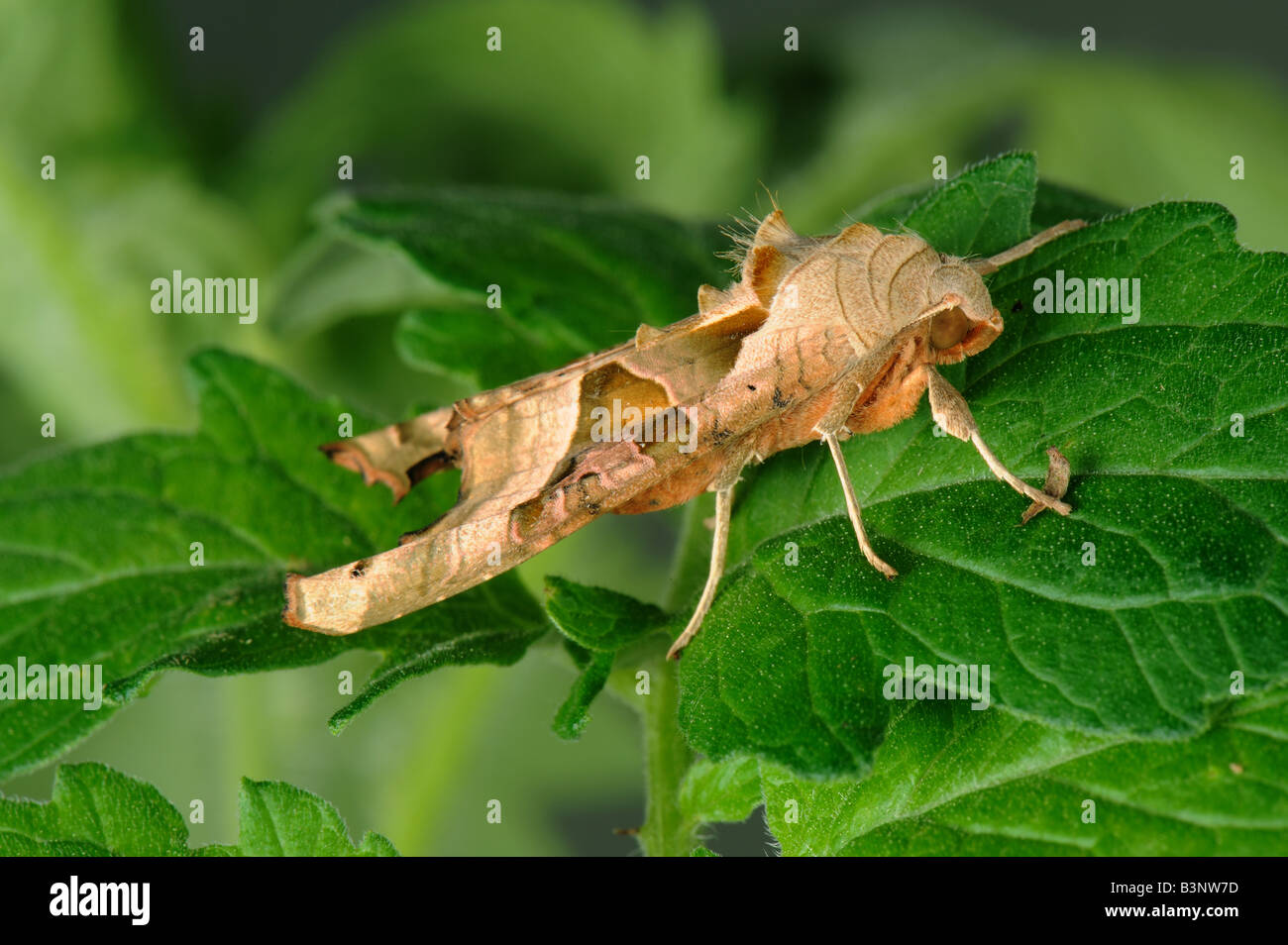 Angle Shades Phlogophora meticulosa moth on tomato leaves Stock Photo