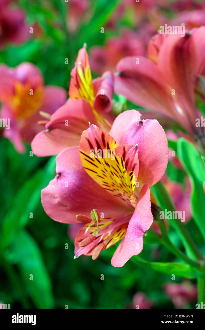 cut hires stock photography and images Alamy