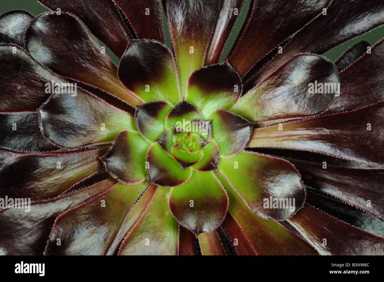 Aeonium arboreum Zwartkop plant with open dark red and green leaf rosette Stock Photo