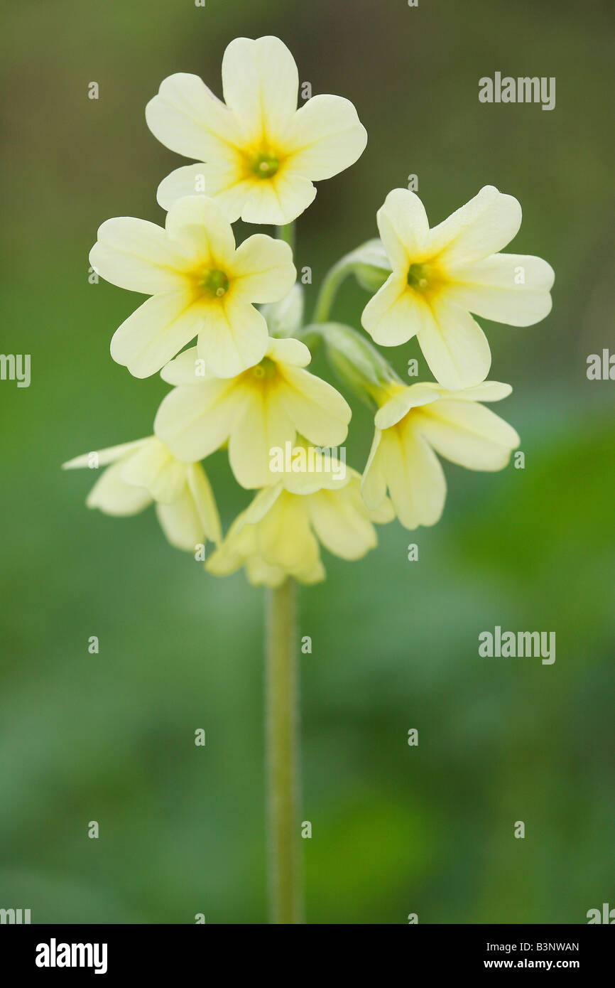 Oxlip / Primula Elatior Stock Photo - Alamy