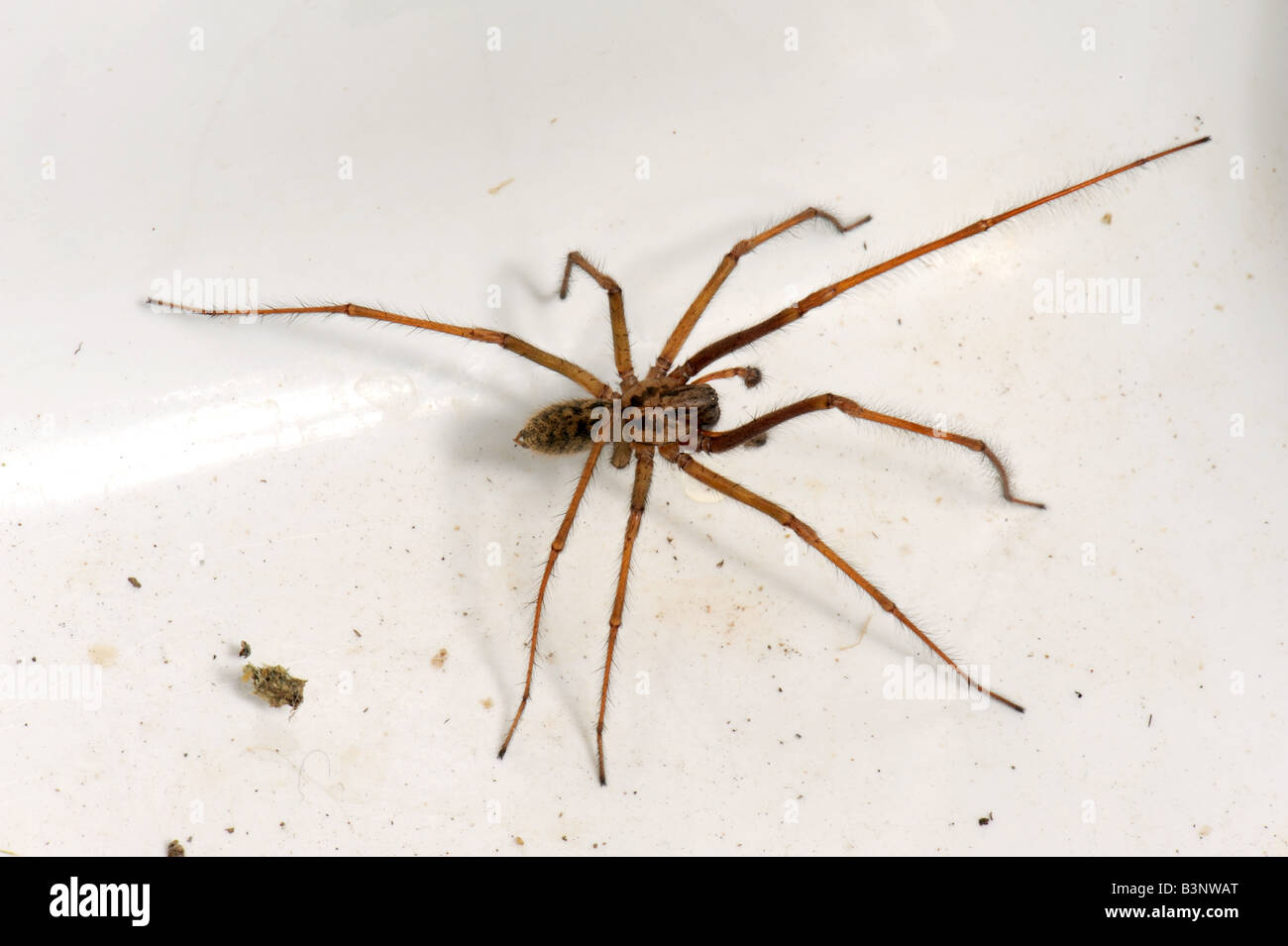 Male house spider Tegenaria domestica trapped in a kitchen sink in autumn Stock Photo