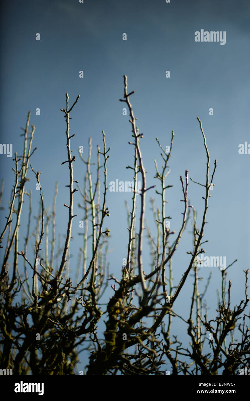 Branches in spring Apple tree Stock Photo