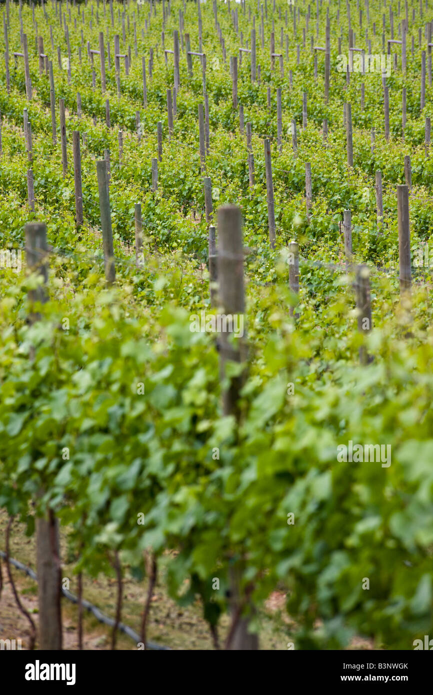 vineyard, Church and State winery, Brentwood Bay, Vancouver Island, British Columbia, Canada vineyard, Church and State winery, Brentwood Bay, Vancouver Island, British Columbia, Canada