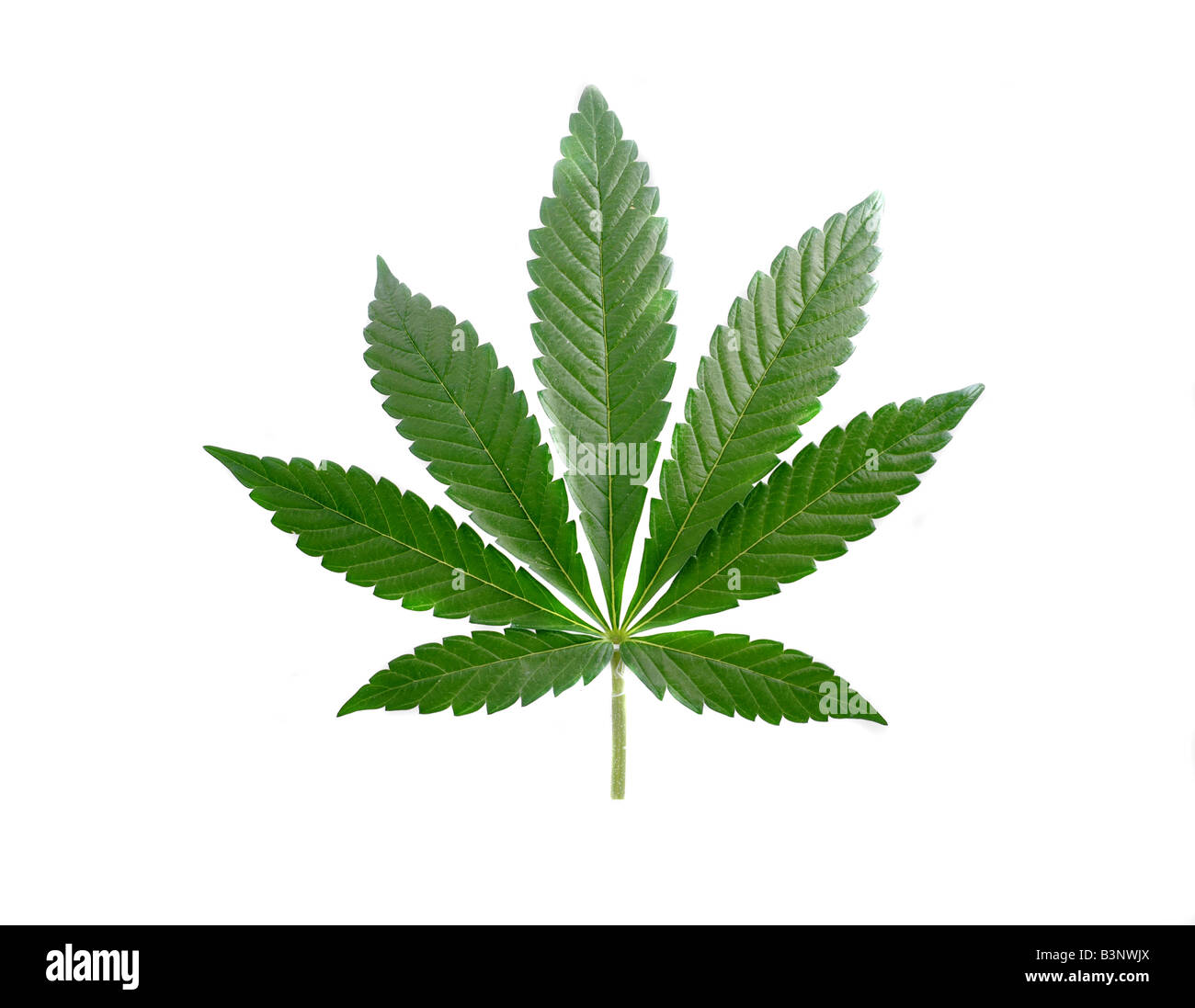 Cannabis sativa leaf isolated on a white background Stock Photo
