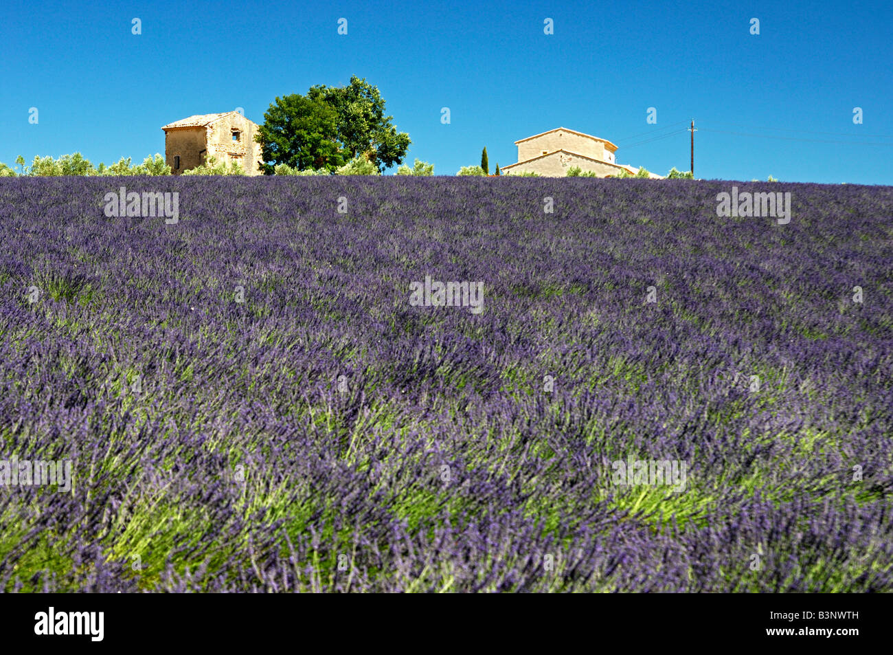 Old farm buildings at the border of a Lavender field, Plateau de Valensole, Provence, France Stock Photo