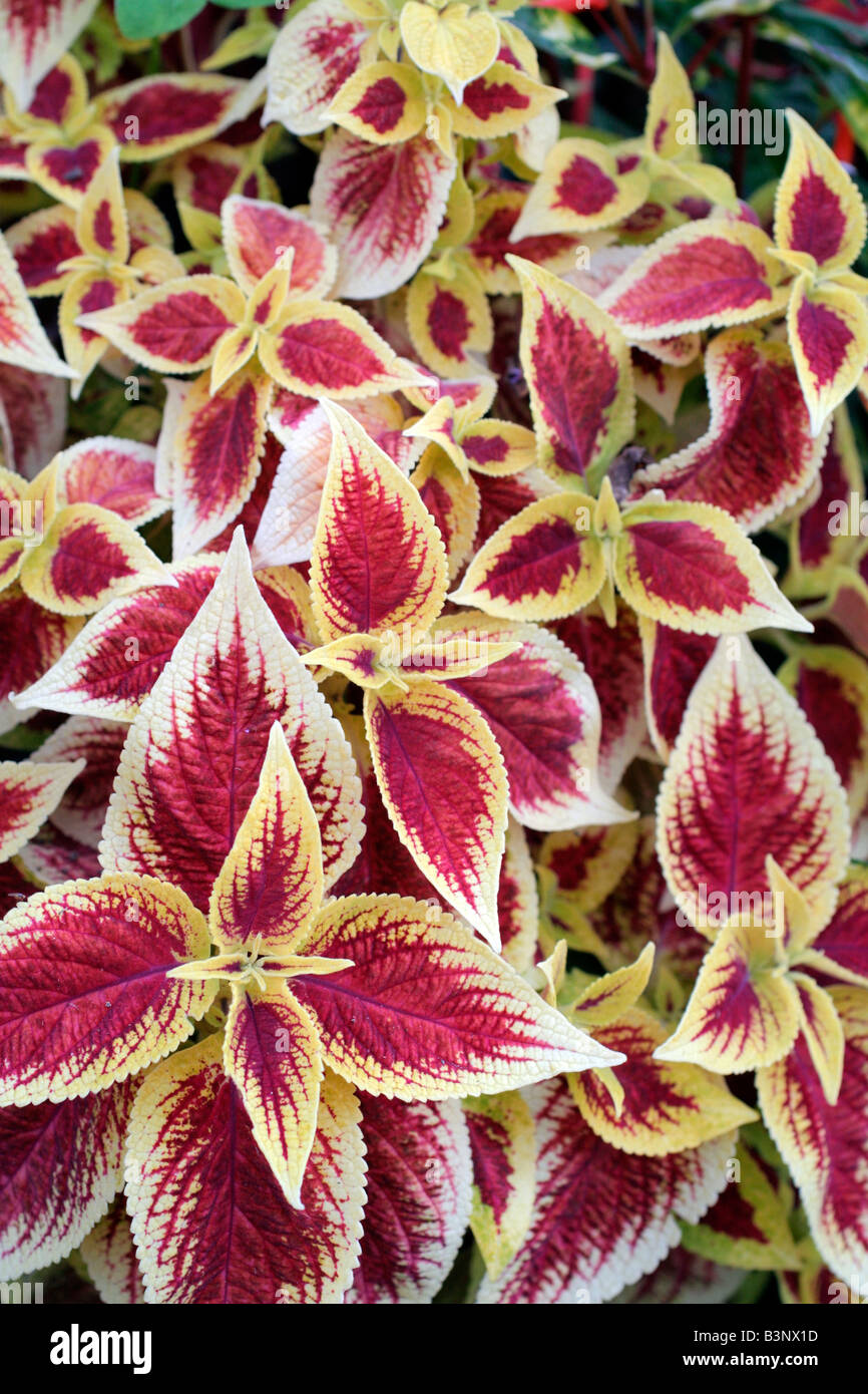 COLEUS SOLENOSTEMON SCUTELLARIODES FOLIAGE Stock Photo