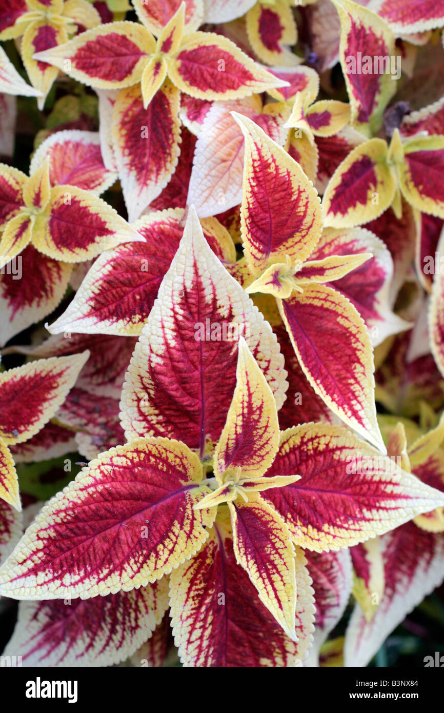 COLEUS SOLENOSTEMON SCUTELLARIODES FOLIAGE Stock Photo