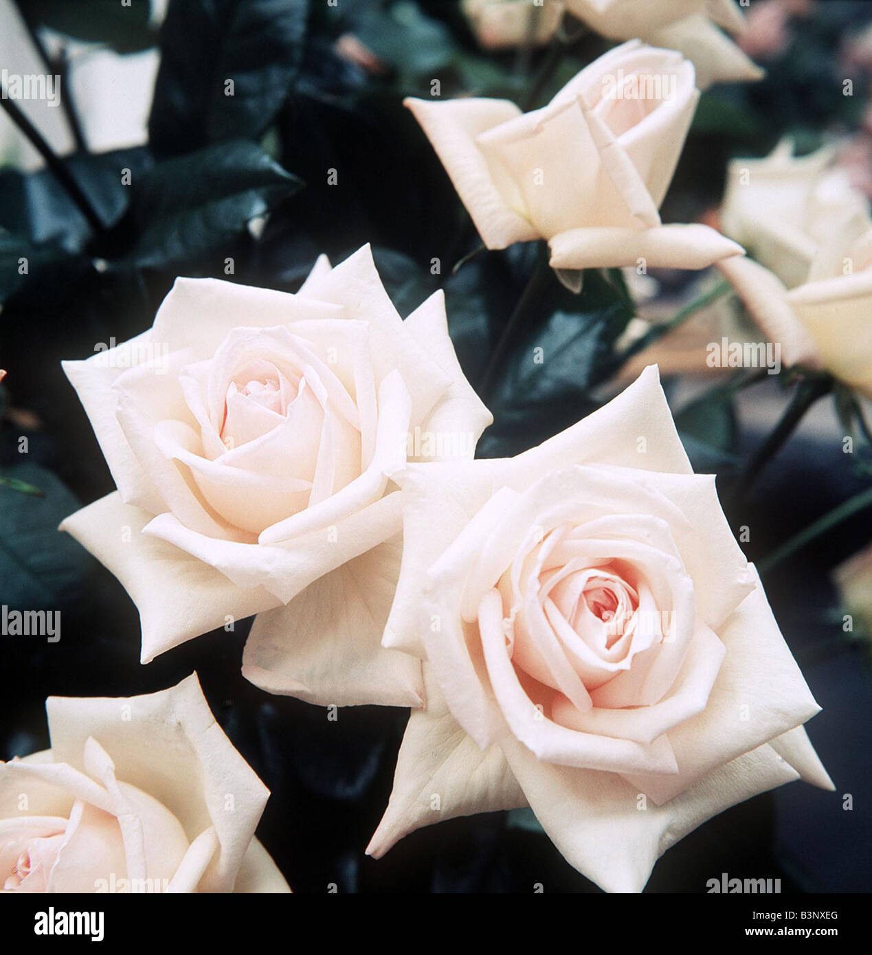 wallpapers Country Garden Roses Shrewsbury roses show flowers high resolution stock photography and images alamy