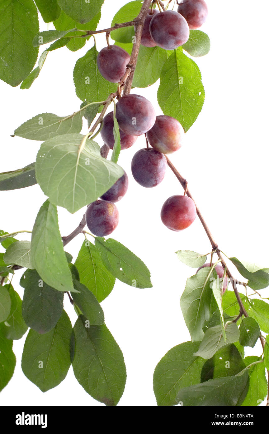 object on white food plum tree Stock Photo
