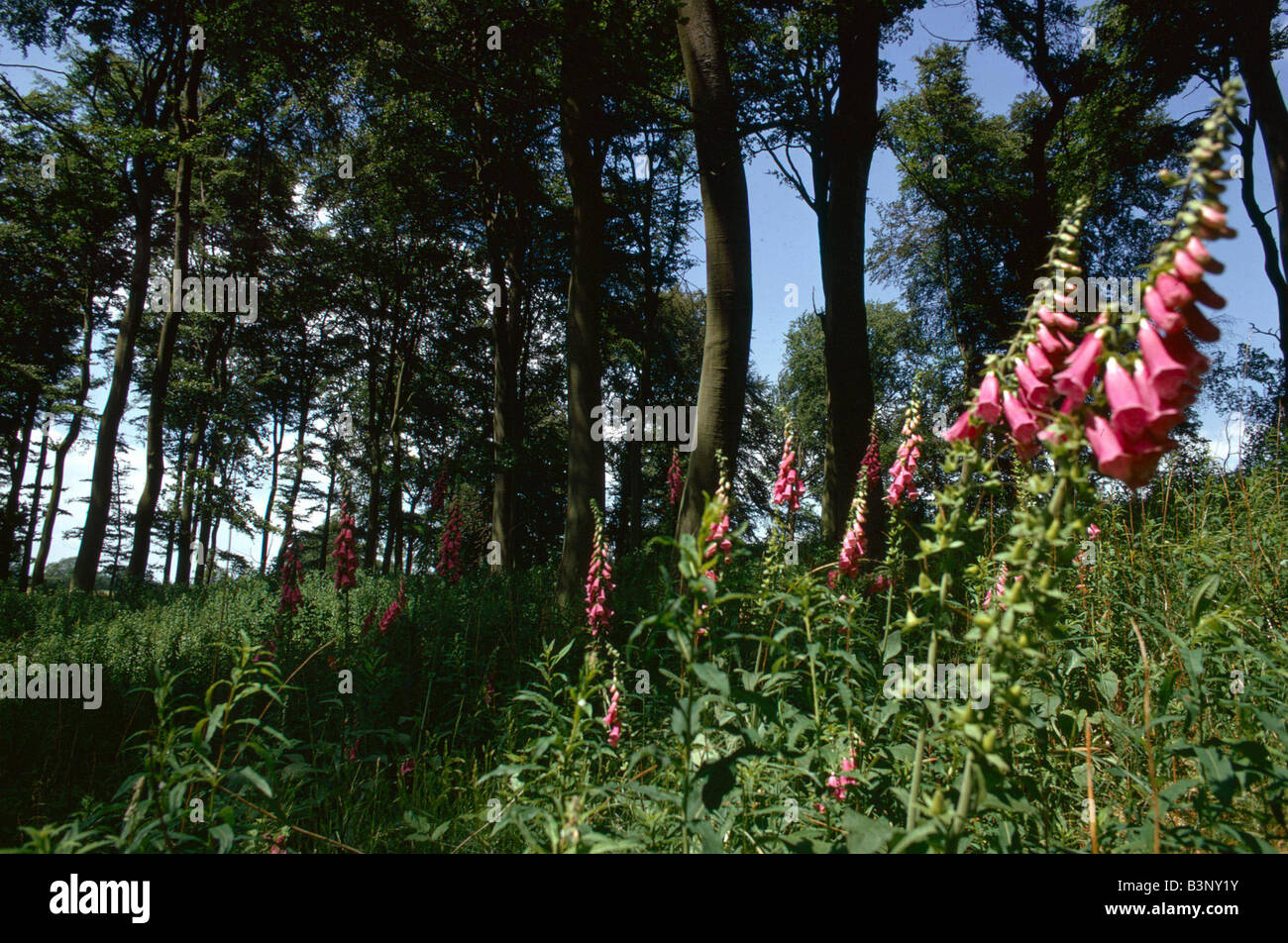 Rotherfield hires stock photography and images Alamy