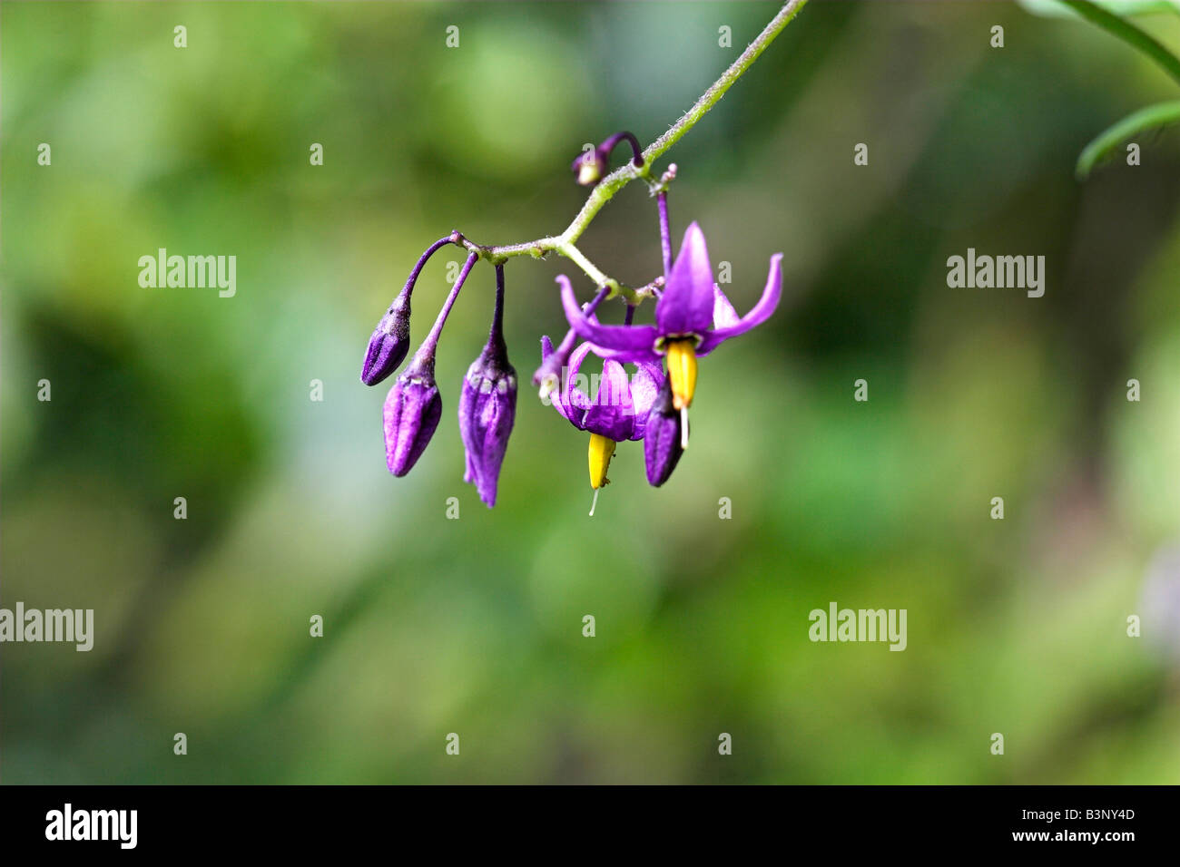 Bittersweet Or Woody Nightshade Flowers Solanum Dulcamara Stock Photo