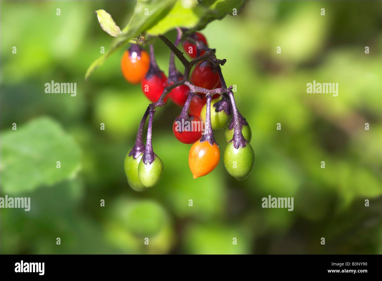 Ripening berries of Bittersweet or Woody Nightshade Solanum dulcamara Stock Photo Alamy