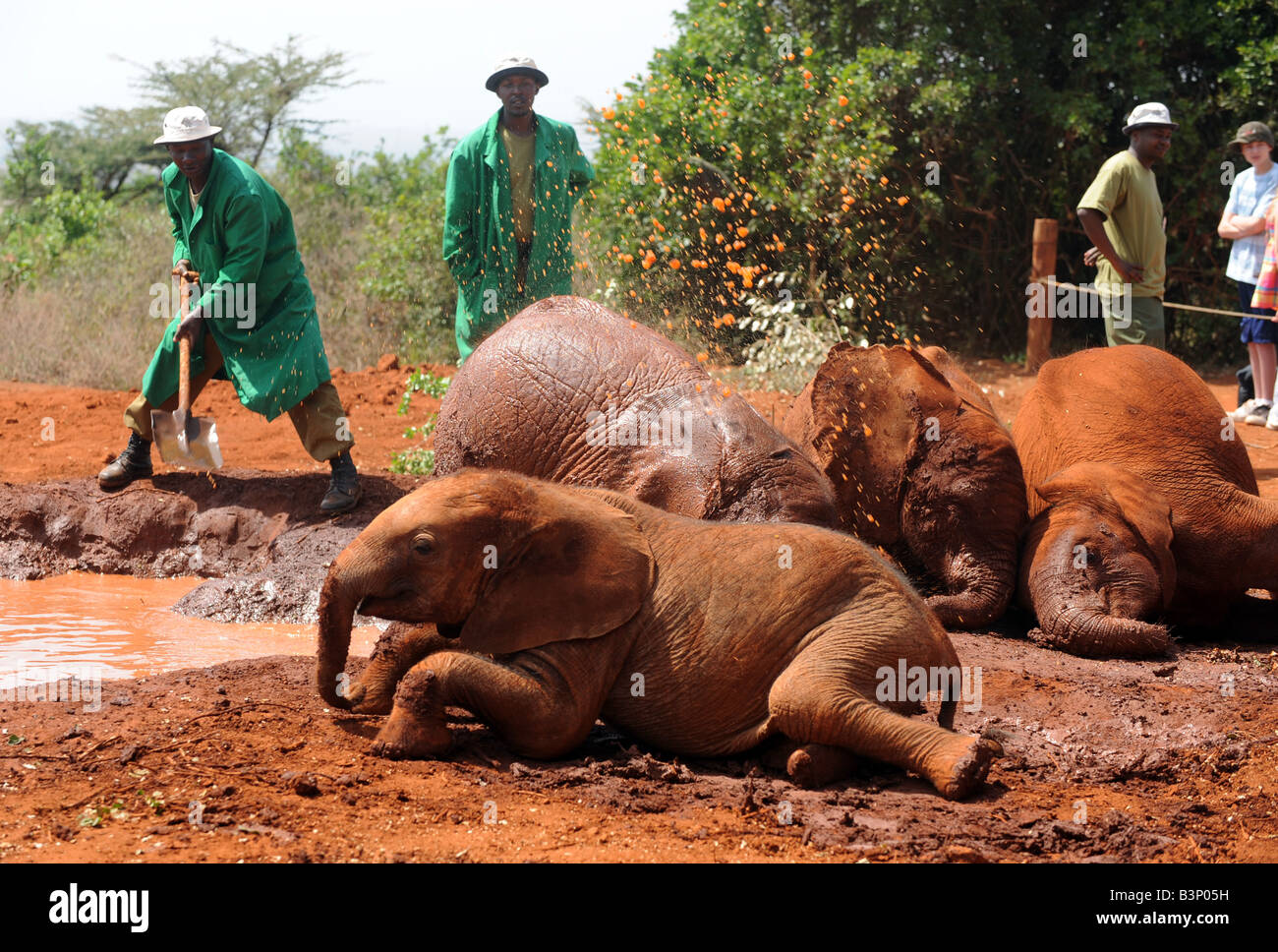 Baby Elephants at the Elephant orphanage in Tsavo National Park Nairobi