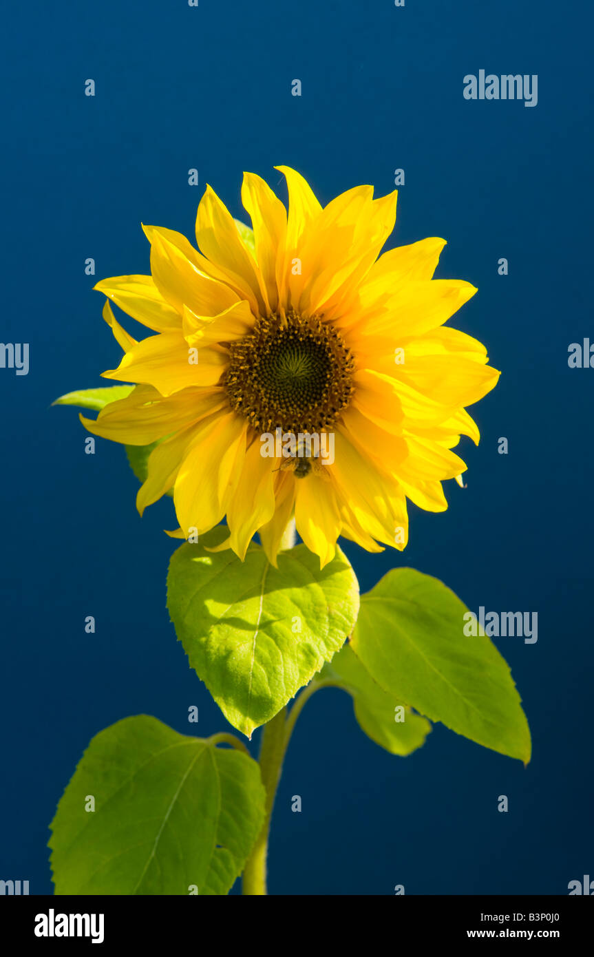 Sunflower on blue backdrop with natural sunlight Stock Photo