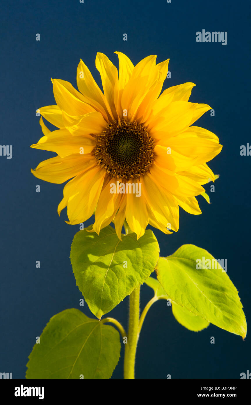 Sunflower on blue backdrop with natural sunlight Stock Photo