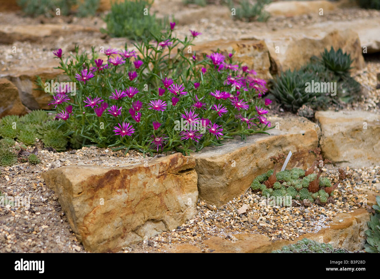 Drosanthemum hispidum in rock garden Stock Photo