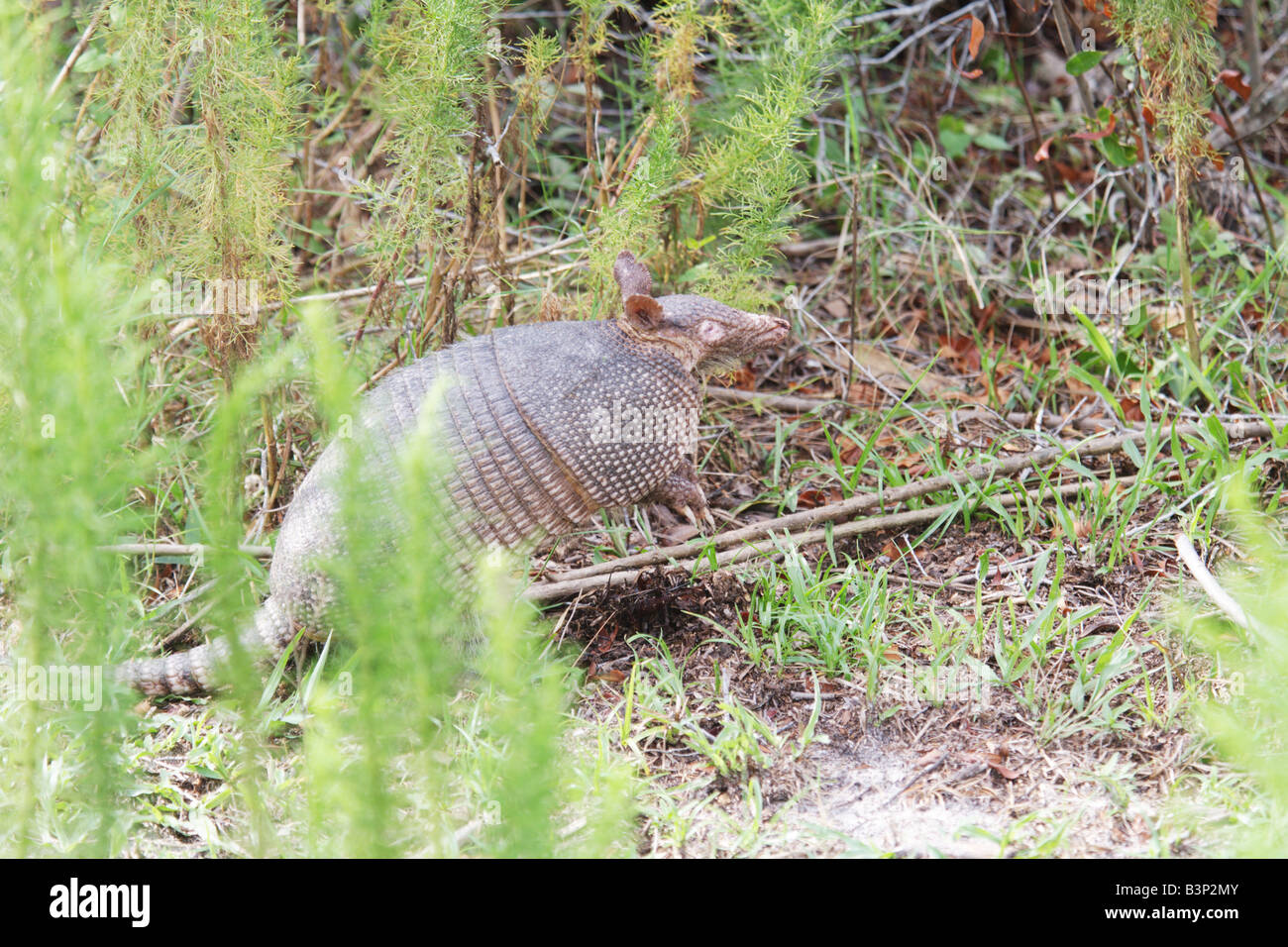 A nine-banded armadillo on Cumberland Island, GA.  USA Stock Photo