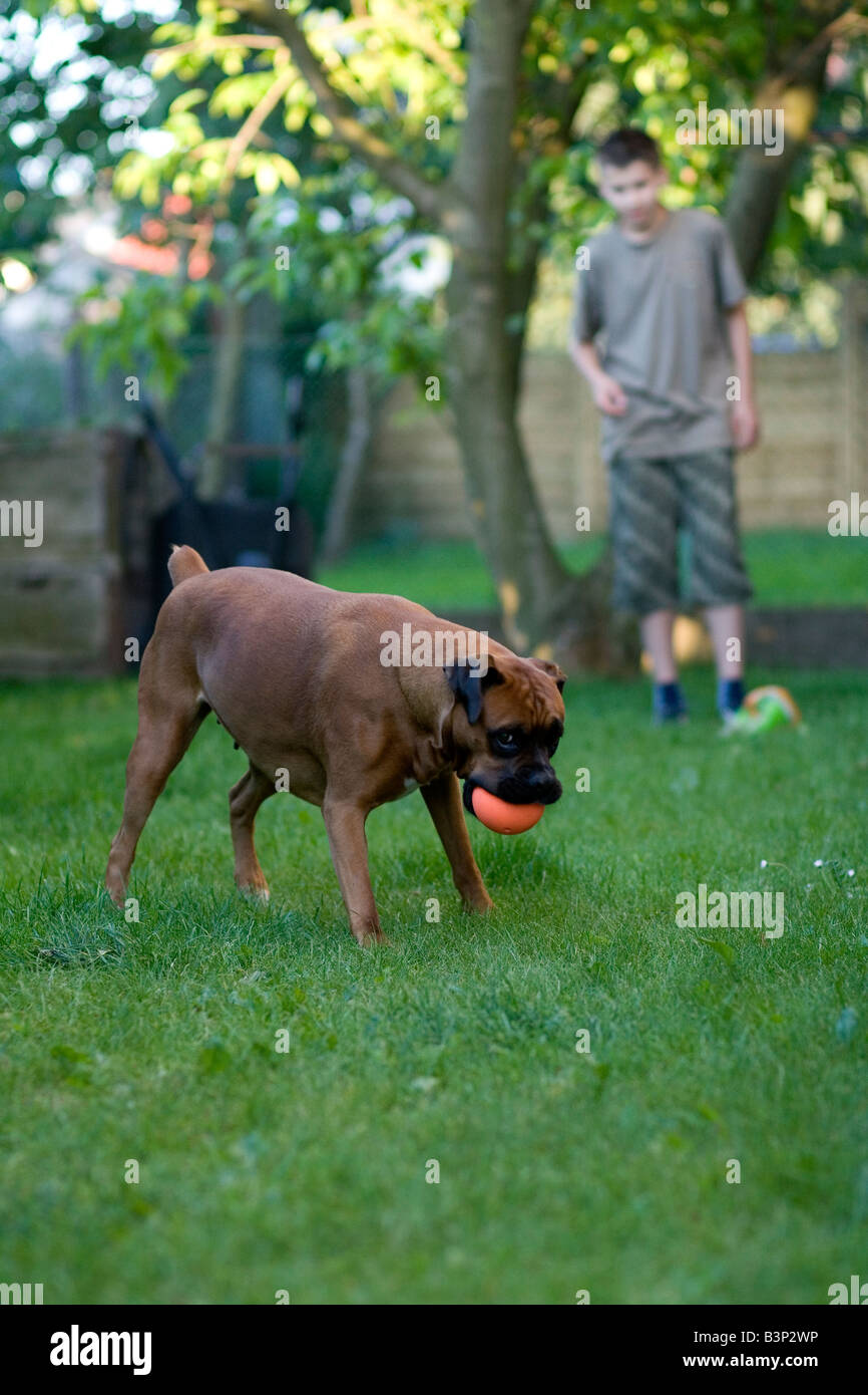 Boxer dog holding ball in mouth Stock Photo Alamy