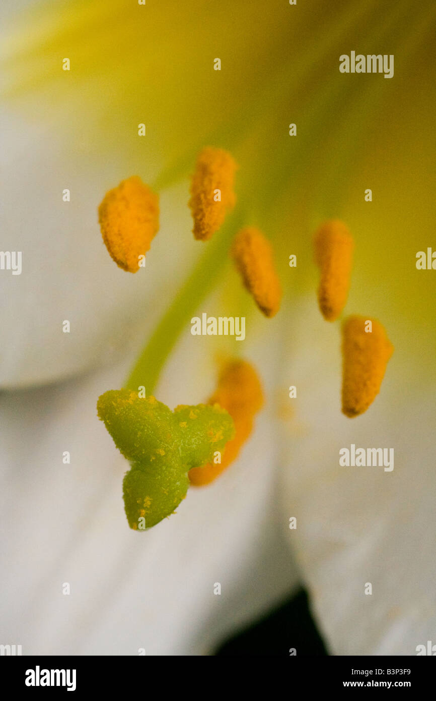 Stamens and Carpel of Lily Stock Photo