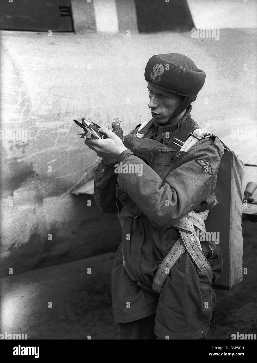 A soldier during WW2 holding a homing pigeon Stock Photo - Alamy