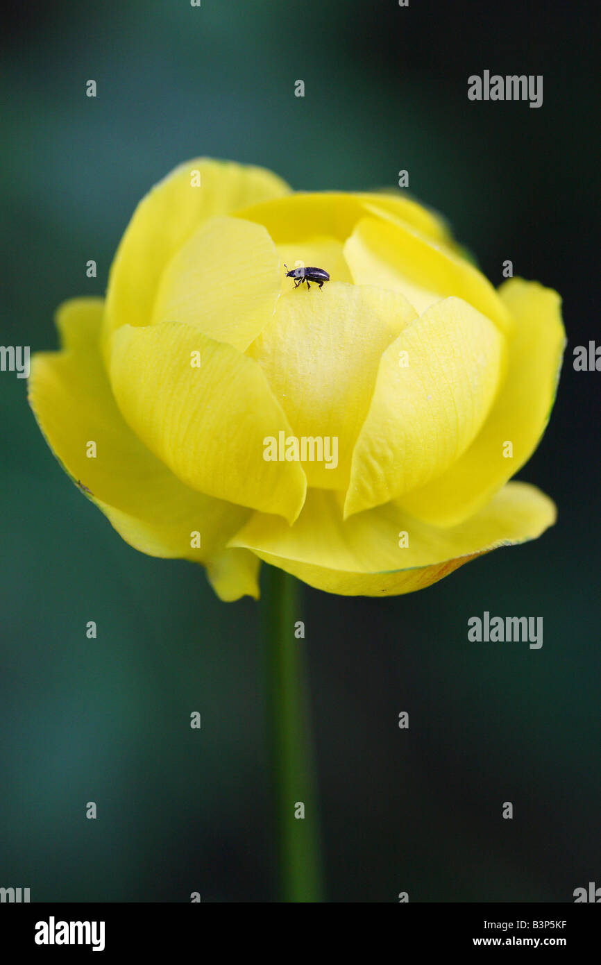 globeflower / Trollius europaeus Stock Photo Alamy