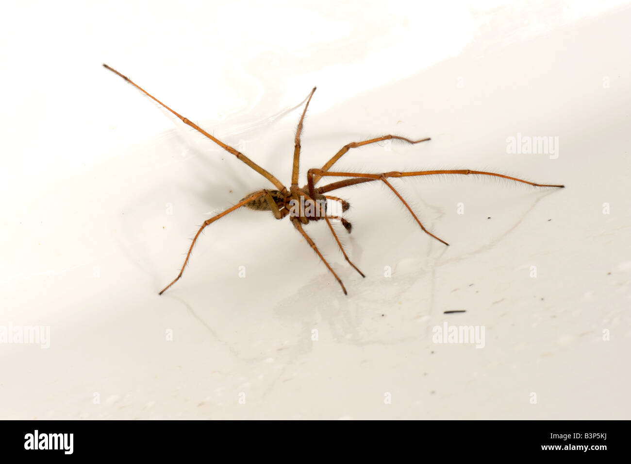 Male house spider Tegenaria domestica trapped in a kitchen sink in autumn England UK Stock Photo