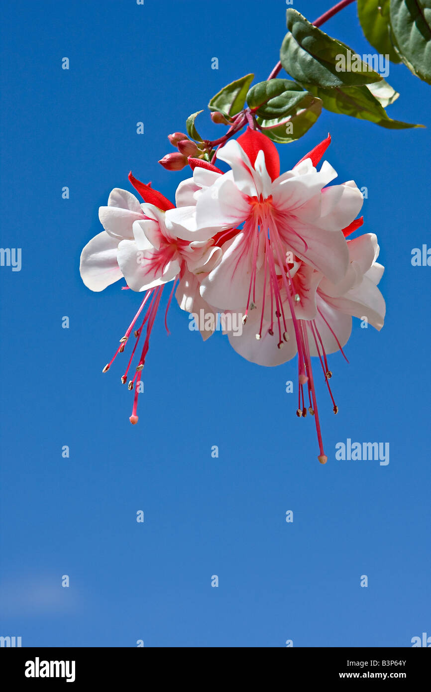 Trailing fuchsia hires stock photography and images Alamy
