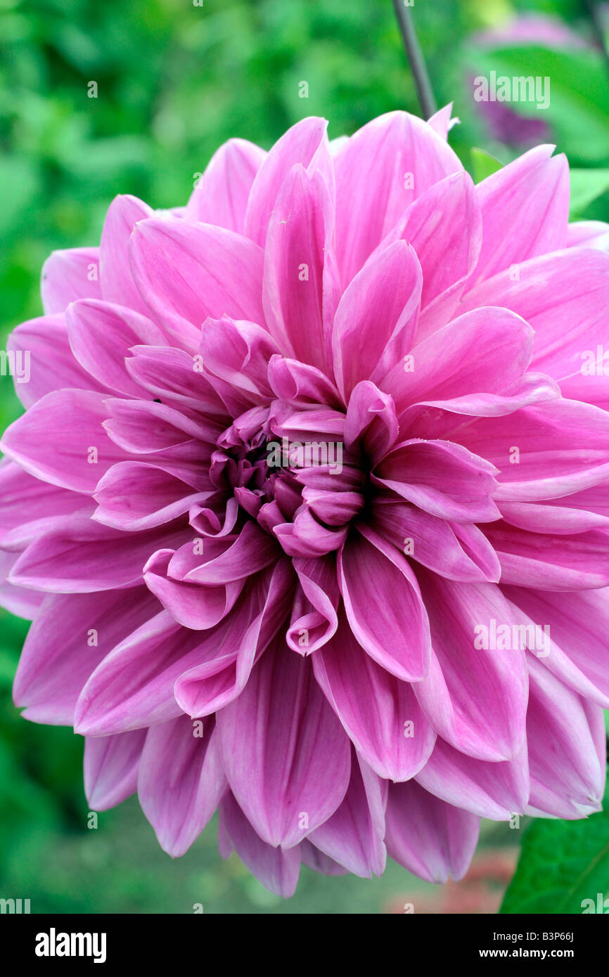 Mauve Dahlia Hi res Stock Photography And Images Alamy mauve-dahlia-hi-res-stock-photography-and-images-alamy