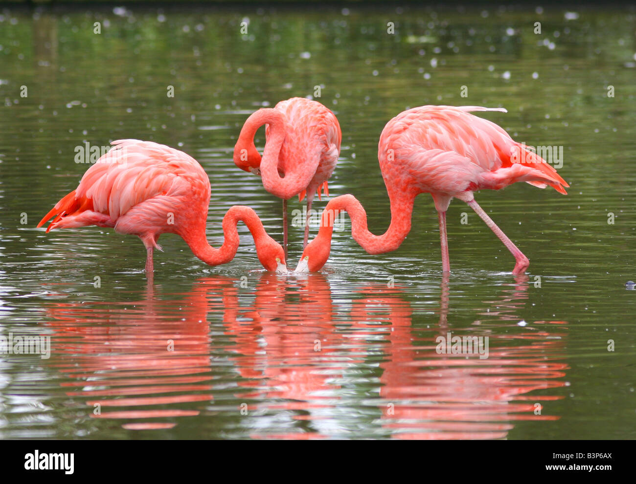Caribbean Flamingo Stock Photo