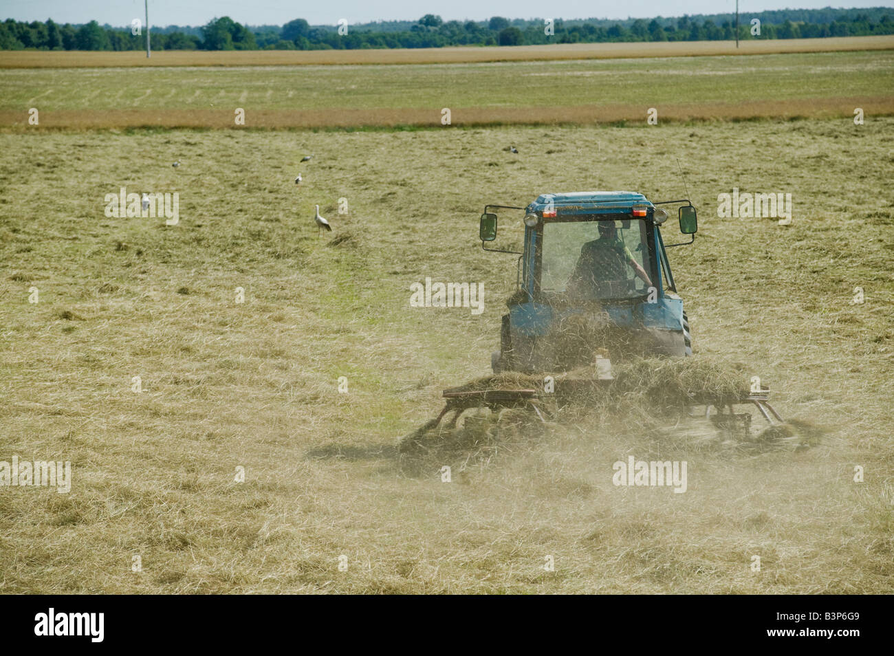 Raking straw on a farm near Panevezys with storks waiting to catch insects Lithuania Stock Photo