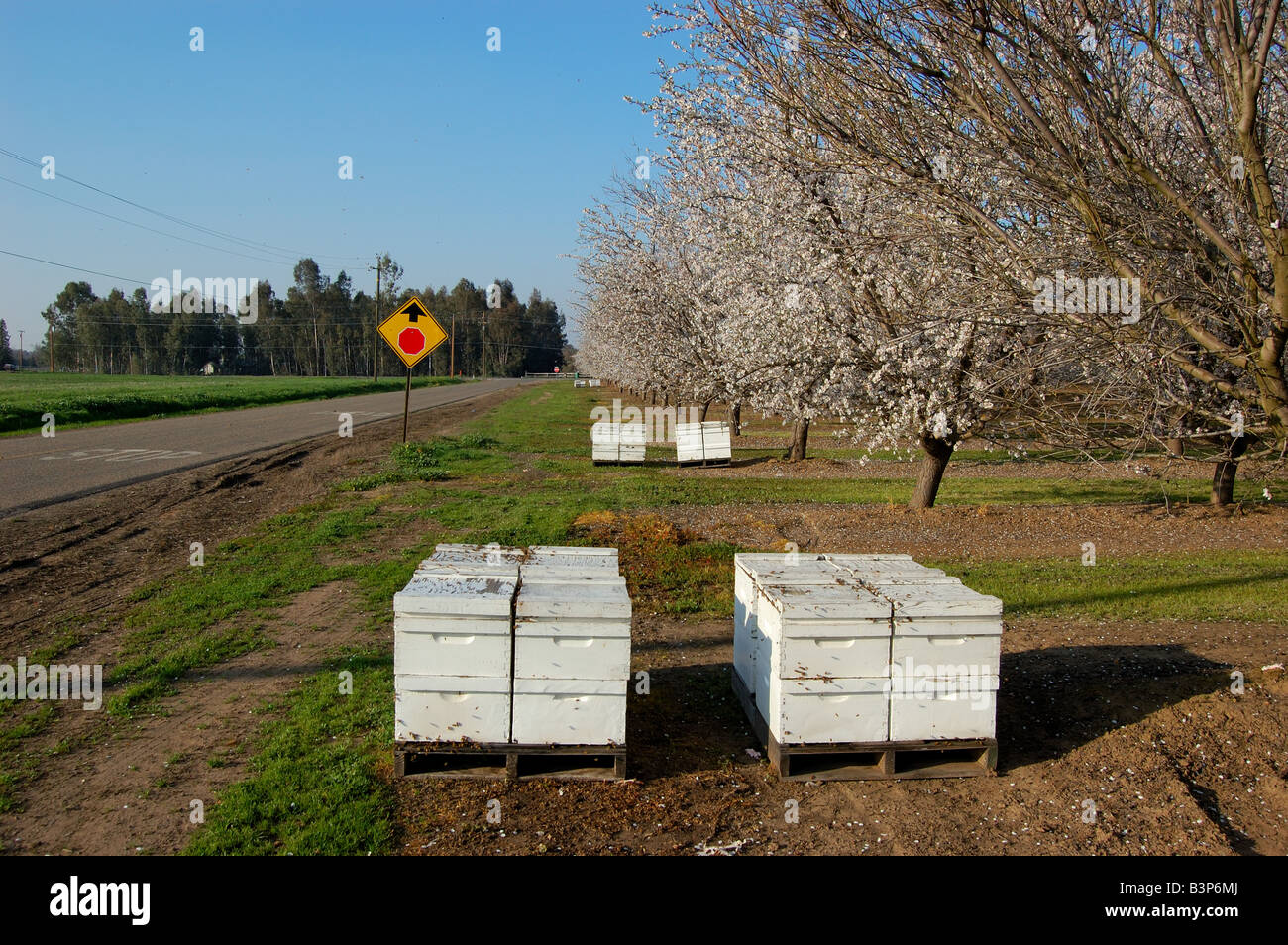 Almond trees in spring bloom bees and beehives farm in the central valley of California Stock Photo