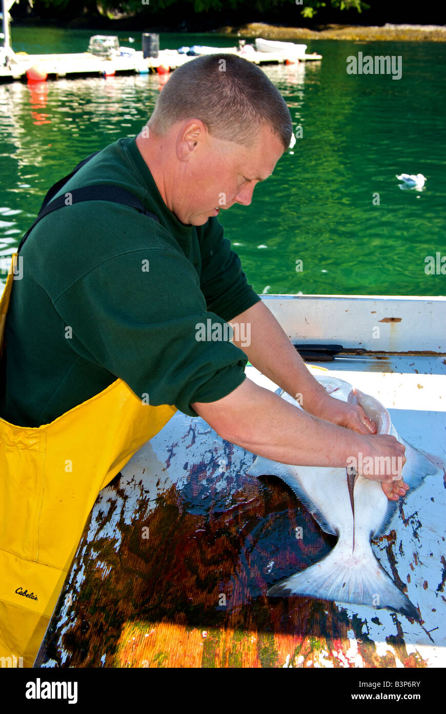 Man filleting a halibut Stock Photo