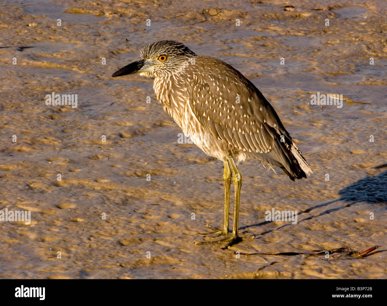 Immature Black Crowned Night Heron nycticorax nycticorax hoactli Stock