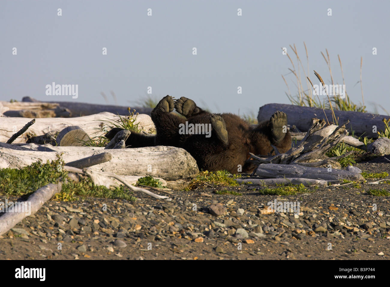 Grizzly Bear Ursus arctos having a great back-scratch amongst driftwood in Hallo Bay, Alaska in September. Stock Photo