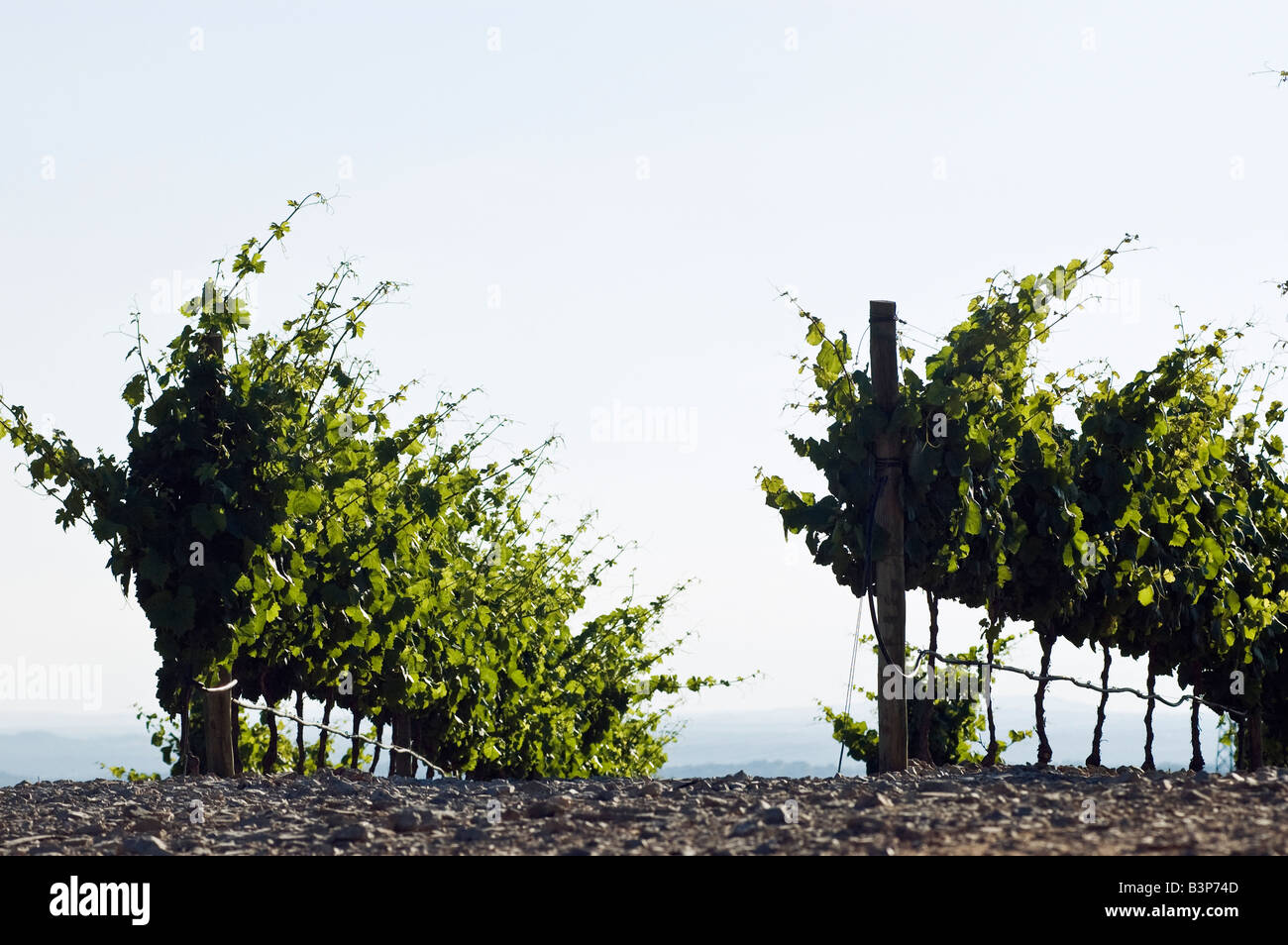 Vineyard drip irrigation hires stock photography and images Alamy